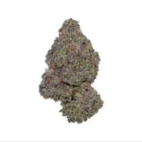 purple gelato weed indica sativa hybrid cannabis