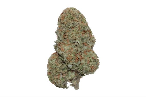 jack herer weed indica sativa hybrid cannabis